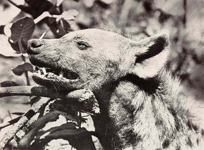 „Birodalom építése” a fasiszta korban: hiéna feje, 1936.09.05. (f/w fotó) alkotó: Modestino Baldinetti