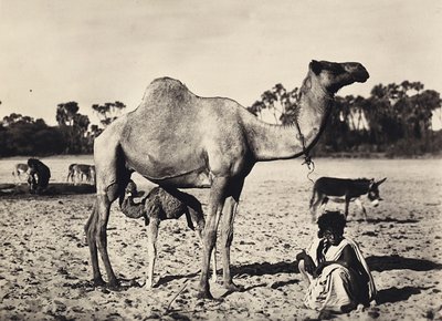 „Birodalom építése” a fasiszta korban: nomádok, 1936.09.05. (f/w fotó) alkotó: Modestino Baldinetti
