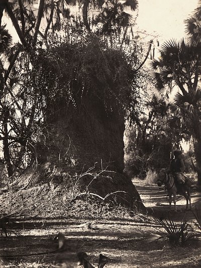 „Birodalom építése” a fasiszta korban: termesz kolónia, 1936.09.05. (f/w fotó) alkotó: Modestino Baldinetti