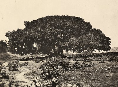 „Birodalom építése” a fasiszta korban: a „Sicomoro”, olasz foglyok udvara 1896-ban Aduában, 1936.05.09. (f/w fotó) alkotó: Modestino Baldinetti