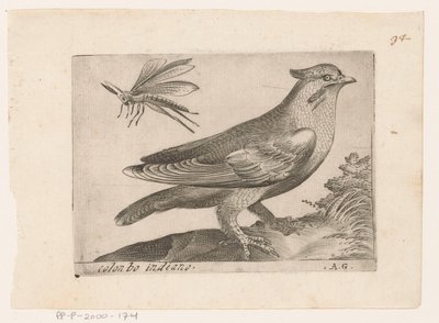 Pestvogel (Bombycilla garrulus) Colonbo indiano (cím a tárgyon) Vogels (sorozat címe) alkotó: Monogrammist AG