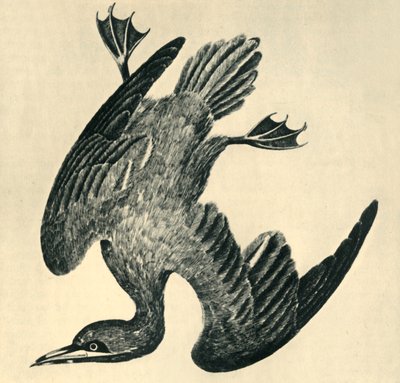 "Gannet", 1799, alkotó: Moses Griffiths