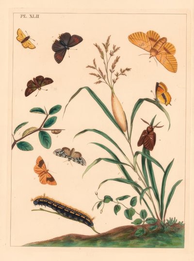 Itatómoly, Euthrix potatoria, barna szőrcsík, Thecla betulae, nagy kapitány, Ochlodes sylvanus, kis kapitány, Thymelicus sylvestris, ritka marvel du jour, Dipthera runica és barred umbra, Plagodis pulveraria alkotó: Moses Harris