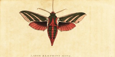 Elefánt sólyommoly, Deilephila elpenor., 1800 (metszet) alkotó: Moses Harris