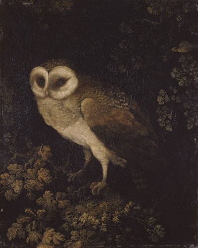 Bagoly, 1780-1790. alkotó: Moses Haughton