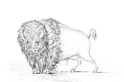 Buffalo, 1841. alkotó: Myers and Co