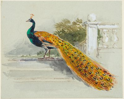 Páva, 1640-99 körül (toll és fekete-barna tinta, akvarell, testfesték világoskék szőtt papíron) alkotó: Myles Birket Foster