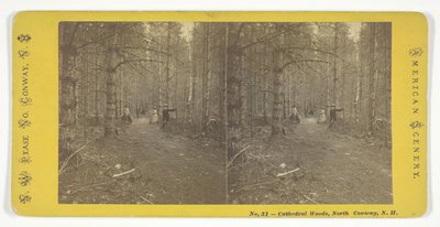 Cathedral Woods, North Conway, N.H., 19. század közepe. alkotó: N.W. Pease