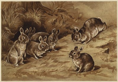 Bébi nyuszik (litho) alkotó: N. Parker