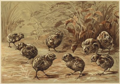 fogoly anya (litho) alkotó: N. Parker