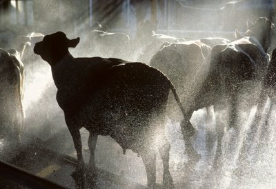 A tejelő teheneket zuhanyzóban mossák meg, mielőtt megfejnék őket a Yotvata Kibbutzban, egy mezőgazdasági... alkotó: Nathan Benn