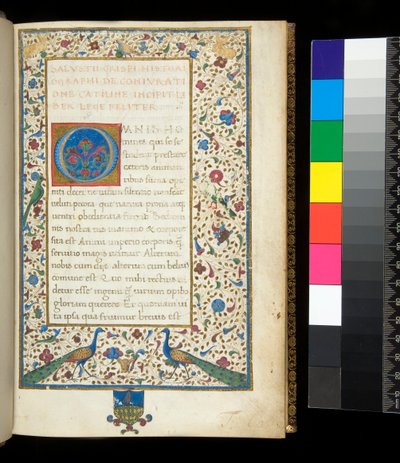 Ms 336. Sallust, Catilina és Jugurtha, f.1r. Teljesen megvilágított szegély pávákkal, nyulakkal, zöld papagájokkal és egy galambbal alkotó: Neapolitan School