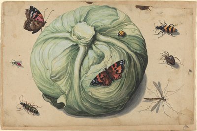 A káposzta rovarokkal vezetője alkotó: Netherlandish 17th Century