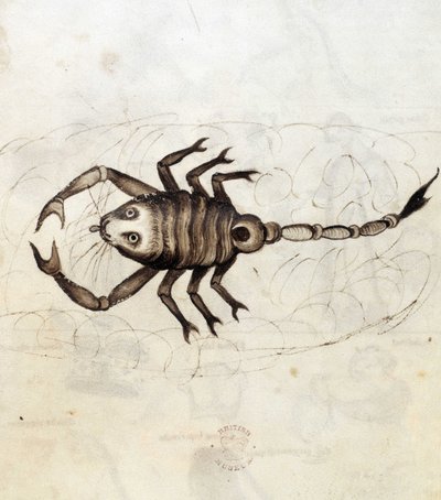 Sloane 3983. Folio No: 23 A Skorpió csillagjegy (vellum) alkotó: Netherlandish School