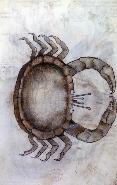 Sloane 3983 f.14v, rák, állatöv jel a rák számára alkotó: Netherlandish School