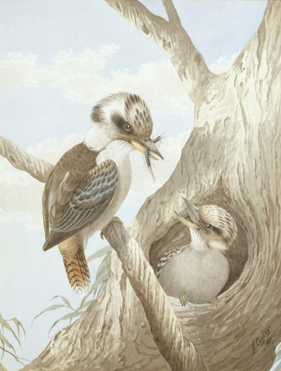 A kookaburrák egy fészekben táplálkoznak, 1892 alkotó: Neville HP Cayley