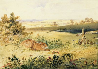 Nyúl a tájban, 1827 (wc testszínnel, gumiarábikummal és grafittal papíron) alkotó: Newton Fielding