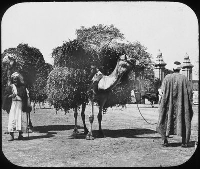 Takarmányt szállító tevék, Egyiptom, 1890. év. alkotó: Newton and Co