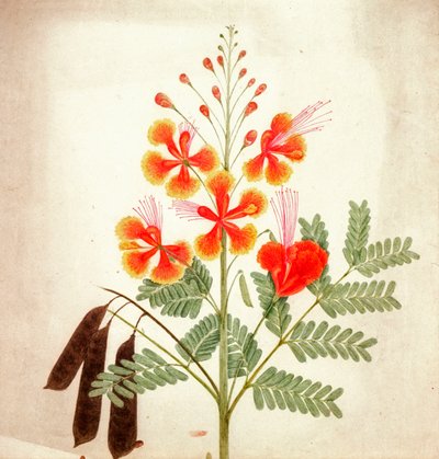 Virágtanulmány, 1840 körül (akvarell) alkotó: Nicholas Tomlinson