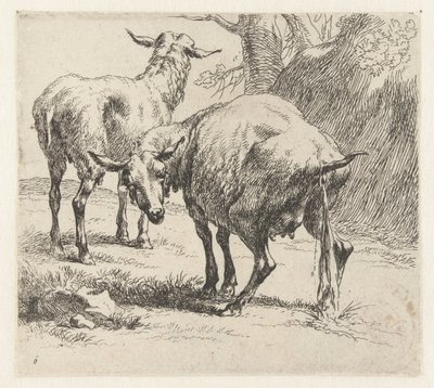 Pissende ooi en een schaap Schapen (sorozat címe) Az erős levegő által életre keltett és vízbe nyomott állatok a Nicolai Berchem Stúdió és Művészet által (sorozat címe) alkotó: Nicolaes Pietersz Berchem
