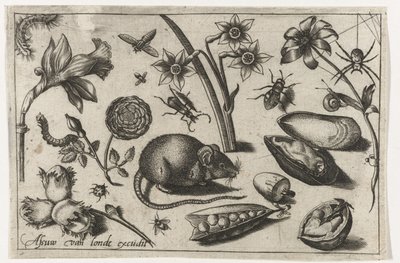 Virágok, egér, rovarok és kagyló Madarak, virágok, rovarok stb. (sorozat címe) alkotó: Nicolaes de Bruyn (possibly)