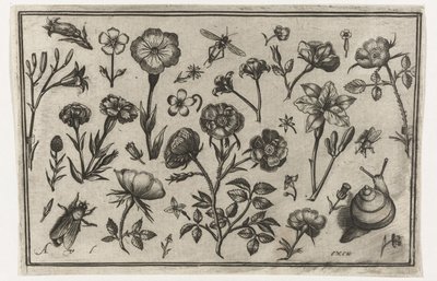 Virágok, légy és csiga Madarak, virágok, rovarok stb. (sorozat címe) alkotó: Nicolaes de Bruyn (possibly)
