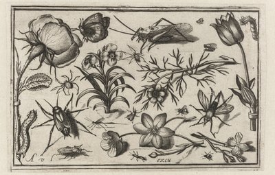 Virágok és rovarok Madarak, virágok, rovarok stb. (sorozat címe) alkotó: Nicolaes de Bruyn (possibly)