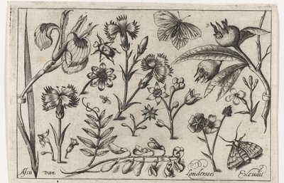 Virágok és pillangók Madarak, virágok, rovarok stb. (sorozat címe) alkotó: Nicolaes de Bruyn (possibly)