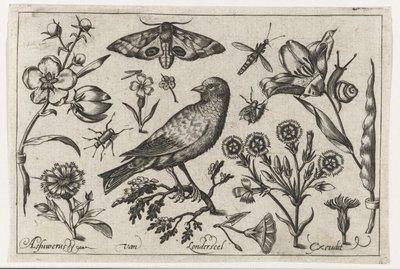 Virágok, rovarok, éjszakai pávaszem és egy varjú Madarak, virágok, rovarok stb. (sorozat címe) alkotó: Nicolaes de Bruyn (possibly)
