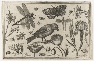 Virágok, szitakötő és madár Madarak, virágok, rovarok stb. (sorozat címe) alkotó: Nicolaes de Bruyn (possibly)