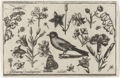 Virágok, pillangó és egy madár Madarak, virágok, rovarok stb. (sorozat címe) alkotó: Nicolaes de Bruyn (possibly)