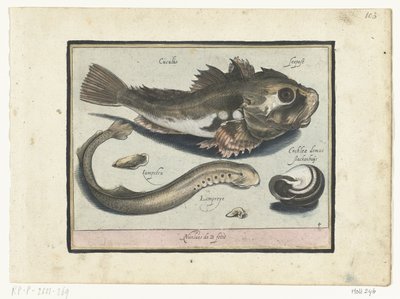 Poon, szúró és csigaház Libelivs miscellaneous Genera piscium complectens (sorozat címe) Édesvízi halak, tengeri halak, békák, rákfélék és tengeri élőlények (sorozat címe) alkotó: Nicolaes de Bruyn