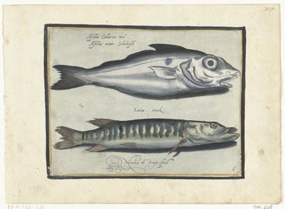 Foltos tőkehal és csuka Libelivs miscellaneous Genera piscium complectens (sorozat címe) Édesvízi halak, tengeri halak, békák, rákfélék és tengeri élőlények (sorozat címe) alkotó: Nicolaes de Bruyn