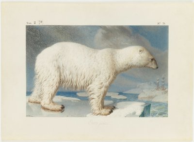 Jegesmedve, 1796. alkotó: Nicolas Maréchal