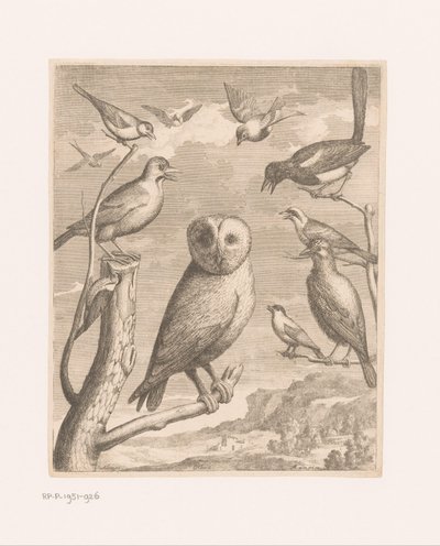 Bagoly és más madarak Alouco Hibou (cím az objektumon) Madarak a Versailles-i Állatkertből (sorozat címe) alkotó: Nicolas Robert (possibly)