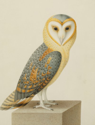 Egy macskabagoly alkotó: Nicolas Robert