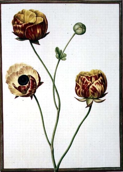 PD.109-1973.f6 Ranunculus Asiaticus (akvarell pergamen) alkotó: Nicolas Robert