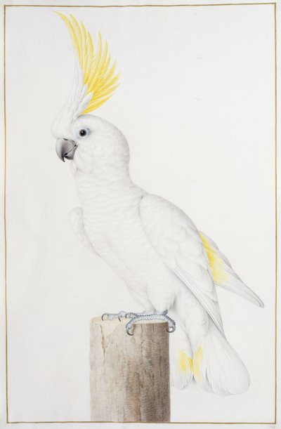 Kénes tarajos kakadu alkotó: Nicolas Robert
