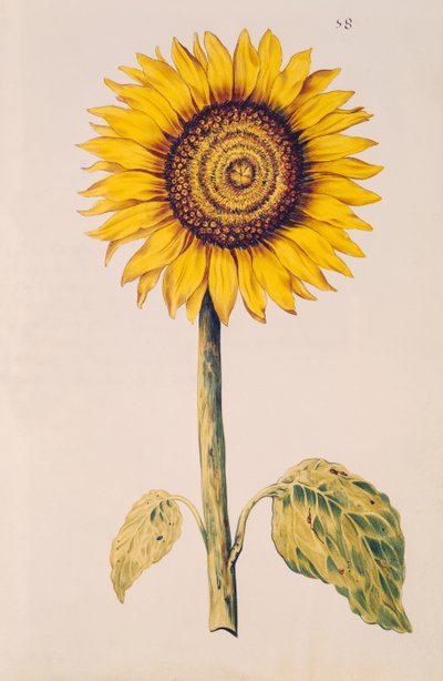 Napraforgó vagy Helianthus, a „La Guirlande de Julie”-ból, 1642 körül (wc pergamen) alkotó: Nicolas Robert