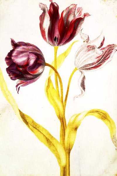 Tulipánok, 1675 körül (gouache, pergamen) alkotó: Nicolas Robert
