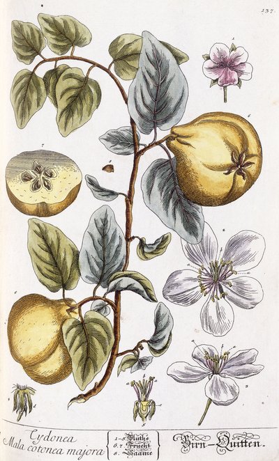 Birsalma alkotó: Nikolaus Friedrich Eisenberger