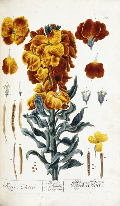 Sárgaviola alkotó: Nikolaus Friedrich Eisenberger