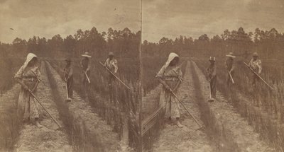 Kapáló rizs, 1876-1888. alkotó: O. Pierre Havens
