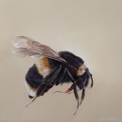 Bombus terrestis 8, 2013 (akril, fa) alkotó: Odile Kidd