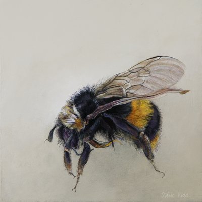 Bombus terrestris 1 (a), 2008 (akril, fa) alkotó: Odile Kidd