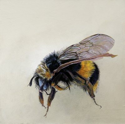 Bombus terrestris 1 (b), 2008 (akril, fa) alkotó: Odile Kidd