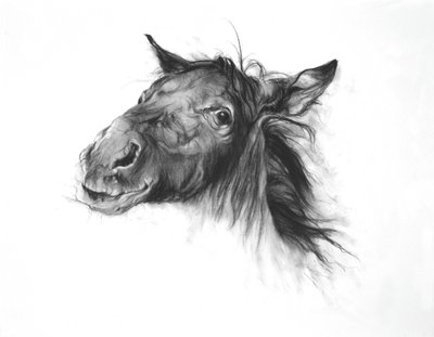 Colt, 2002 (szén, Fabriano papír) alkotó: Odile Kidd