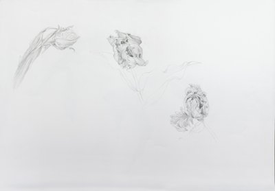 Estella rijnveld 1, 2013 (ceruza kartonpapírra) alkotó: Odile Kidd