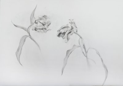 Estella rijnveld 3, 2017 (ceruza, kartonpapír) alkotó: Odile Kidd