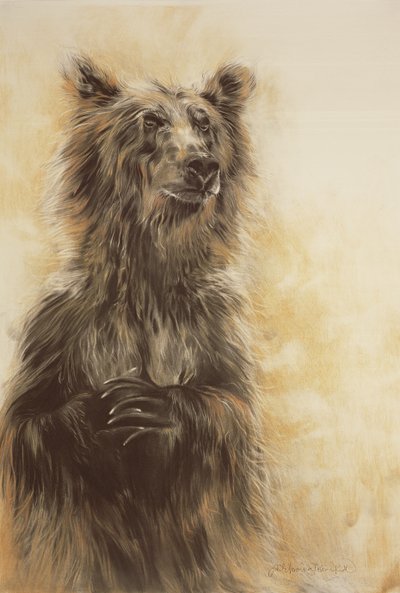 Grizzly Bear 1, 2002 (szénceruza, szén és kréta) alkotó: Odile Kidd
